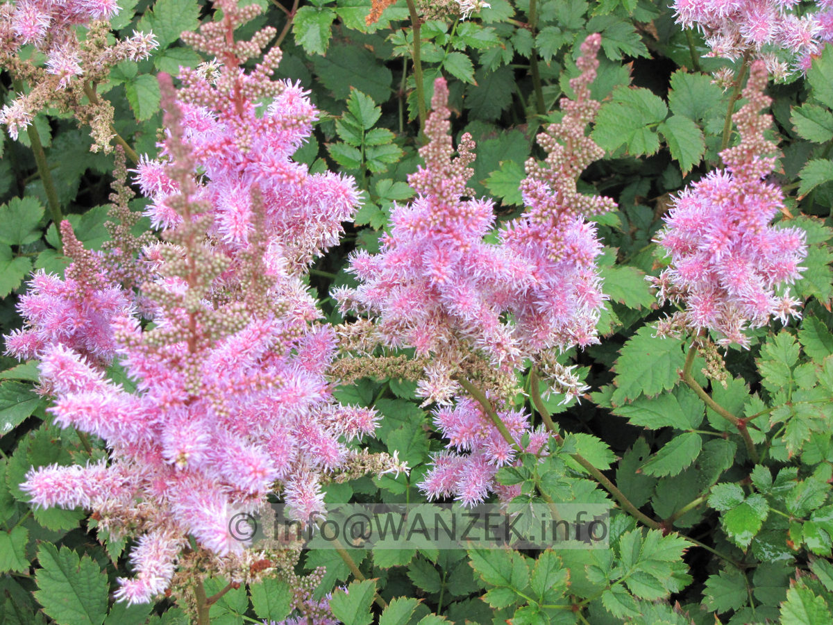 Astilbe chinensis Pumila bluehend nah.JPG